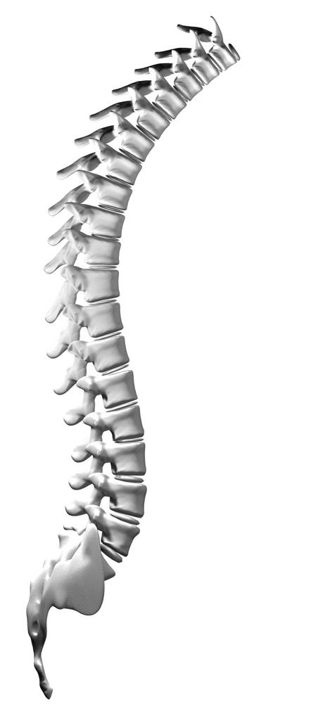 Esami diagnostici di primo livello ESAME RADIOGRAFICO STANDARD: sede Rachide