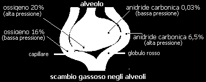 RUOLO DELL ANIDRIDE CARBONICA Indispensabile per consentire il passaggio dell ossigeno dal sangue alle