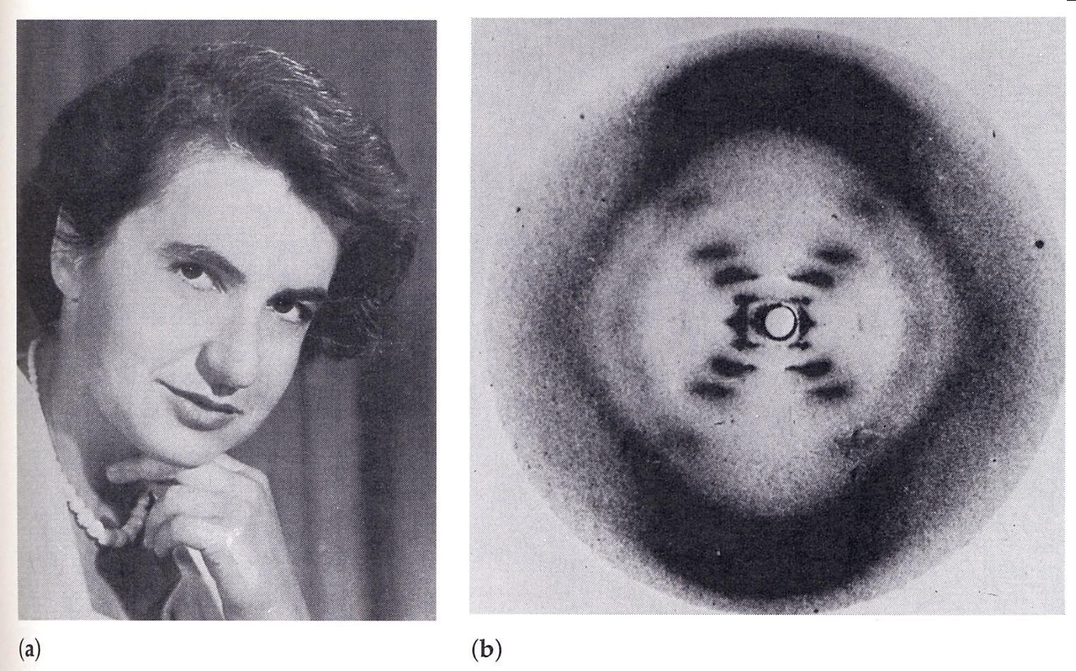 Rosalind Franklin Rosalind Franklin (a) (scomparsa nel 1958 all età di soli 38 anni), mediante una fotografia di diffrazione del DNA ai