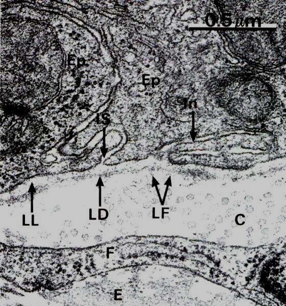 Laminina Lamina Reticolare Collagene di tipo II