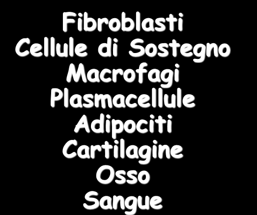 Cellule del Connettivo Fibroblasti Cellule di Sostegno