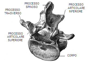 Le vertebre lombari Vertebre più grandi della colonna vertebrale Assenza dei fori nei processi trasversi e delle faccette costali Corpo è più massiccio delle altre vertebre Il processo spinoso è