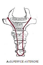 Le vertebre sacrali La fusione delle vertebre sacrali forma l osso sacro La base presenta davanti la superficie articolare per la quinta vertebra lombare e dietro il canale