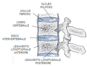 Il disco intervertebrale Corpo centrale di materiale gelatinoso : nucleo polposo Anelli fibrosi interni ed esterni che formano l anulus fibroso Il disco intervertebrale