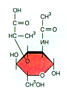 Molti derivati dei carboidrati giocano un ruolo importante in biochimica, o nei pathways metabolici, o come elementi strutturali legati a proteine o lipidi.