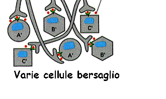 I neurotrasmettitori si riversano nelle