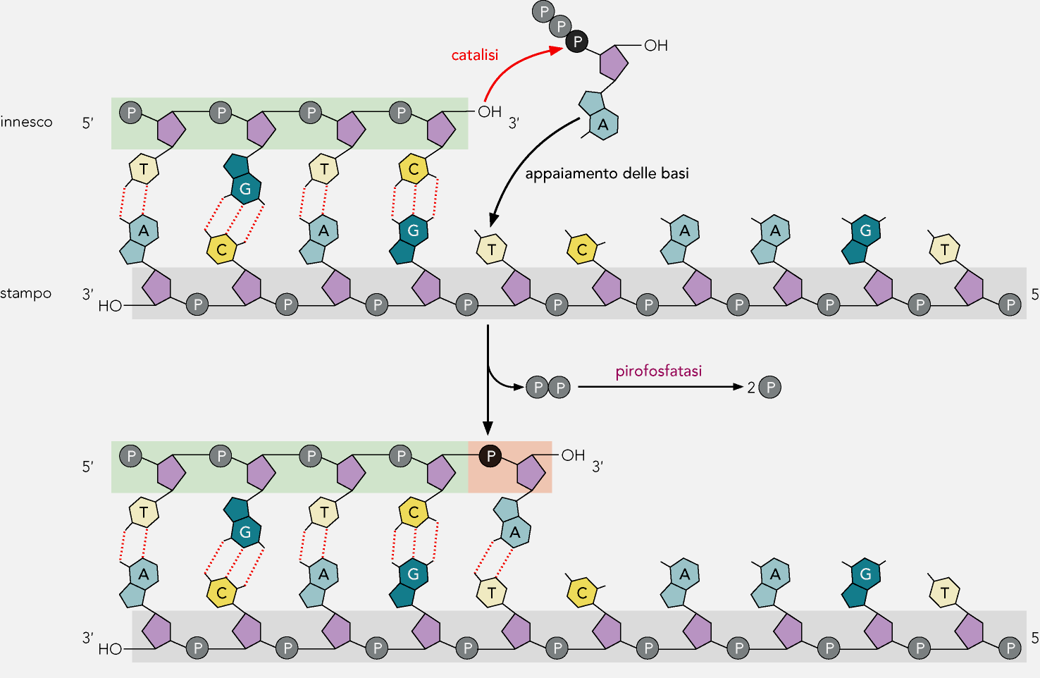 Meccanismo di sintesi del DNA da parte di una DNA polimerasi Watson et