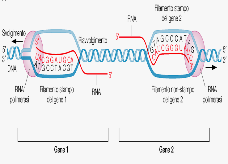Per la trascrizione di un gene/regione un solo dei due filamenti di DNA è letto : il filamento stampo.