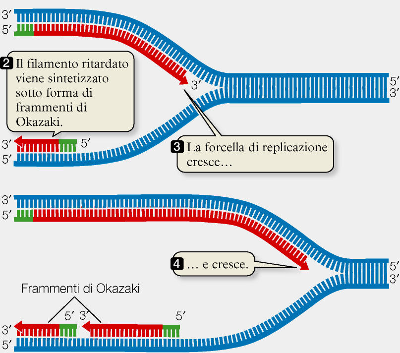 La DNA polimerasi necessita di un innesco o primer : breve sequenza di RNA sintetizzata dall enzima primasi -filamento anticipato ( leading
