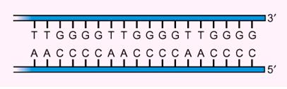 REPLICAZIONE delle sequenze telomeriche La rimozione del primer di RNA sull estremità 5 del filamento in anticipo neozintetizzato produce molecole di DNA con estremità 5 più corte rispetto alla