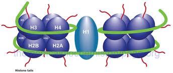 nucleosoma e il