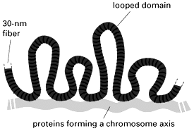Coinvolgimento di proteine non istoniche a formare uno «scaffold» che organizza le fibre di cromatina L eucromatina dei nuclei in interfase è nella forma di fibre da 30 nm, organizzati in anse