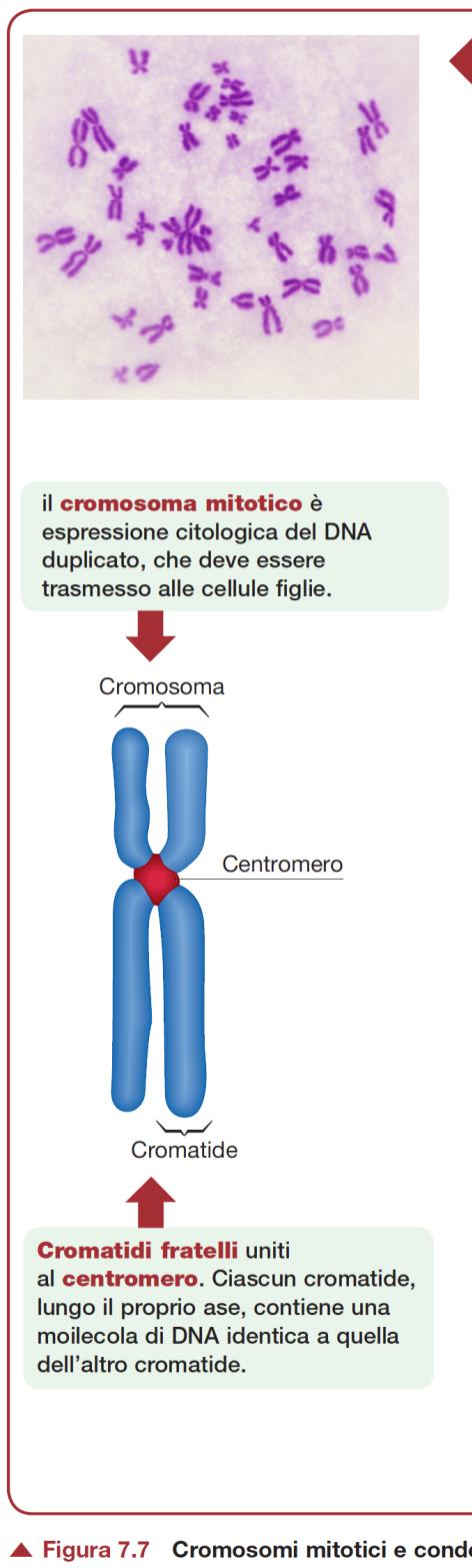 Cromosomi Centromero Restringimento +/- centrale DNA