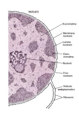 Cellula Interfasica Cromatina Nucleolo