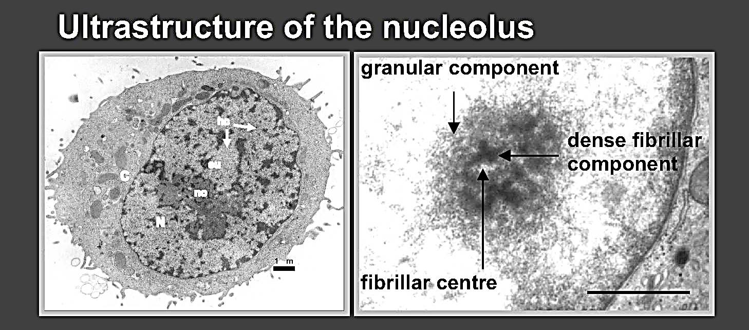 Nucleolo - Masserella granulare e fibrillare dai contorni irregolari non rivestita da citomembrane -