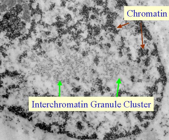 Nucleoplasma o Spazio Intercromatinico Materiale interno all involucro nucleare tranne