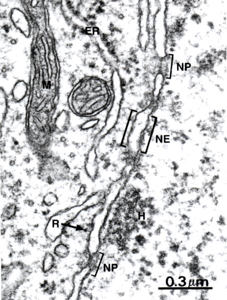 nucleo-citoplasma Molecole