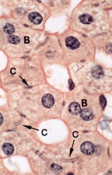 Epatociti Cellule Multinucleate derivanti da divisione incompleta (poliploidia) Binucleati A volte 1