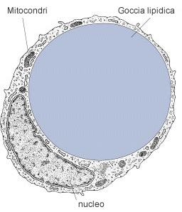 Neuroni Nucleo pallido, nucleolo prominente Sistema Nervoso Centrale Elevata