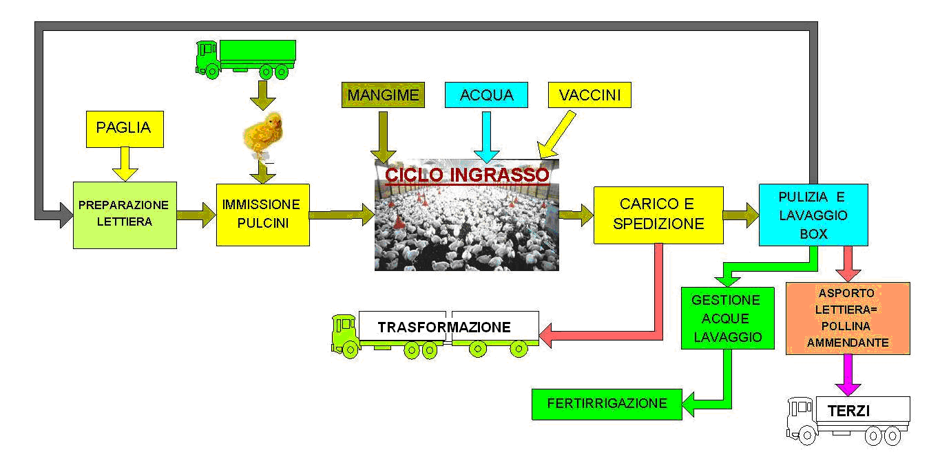 Pag.5 di 10 Figura 1 Descrizione del ciclo lavorativo Ad ogni ciclo variabile tra 50-60 giorni, in dipendenza se il mercato richiede pollo leggero o meno, con i capannoni pieni (tranne l ultima