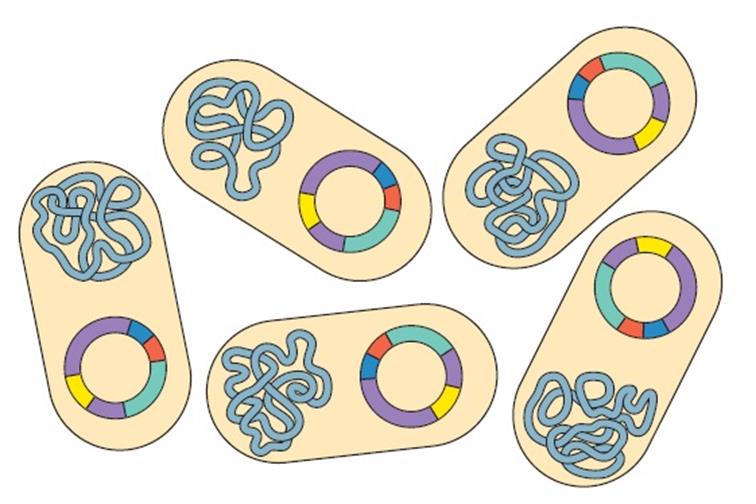 2. PREPARAZIONE DEL VETTORE Requisiti di un buon vettore Deve essere in grado di replicarsi nella cellula ospite Deve avere un gene marcatore (es gene per la resistenza agli antibiotici) Si usano