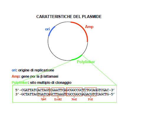 Il sito di clonaggio, in cui viene inserito il segmento di DNA esogeno, è chiamata POLYLINKER o zona di clonaggio