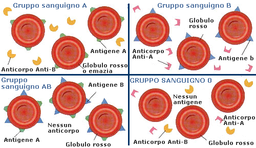 IL SISTEMA Rh Mentre infuriava la 2 guerra mondiale i ricercatori Wiener e Landsteiner scoprirono un nuovo fattore responsabile di incidenti trasfusionali che si producevano soprattutto in soggetti