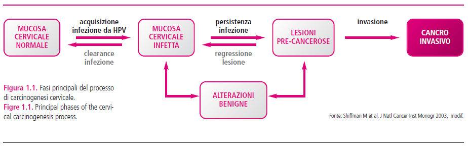 IL CARCINOMA DELLA CERVICE UTERINA - EZIOLOGIA La cancerogenesi è di lunga durata e il carcinoma rappresenta la fase evolutiva finale di una serie di lesioni a rischio