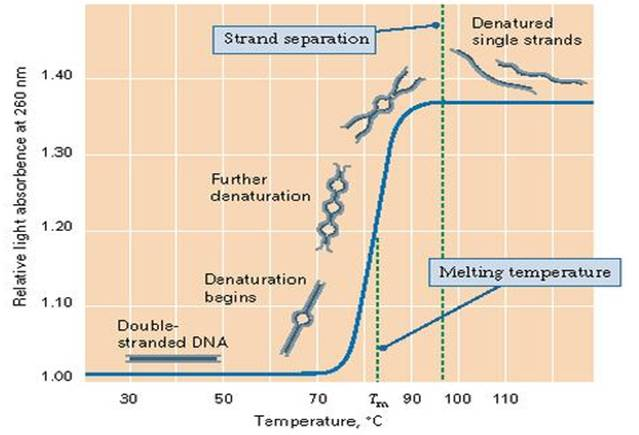 Composizione in basi del DNA La separazione dei filamenti è accompagnata da un aumento dell assorbanza a 260nm; tale misura può essere eseguita con uno spettrofotometro.