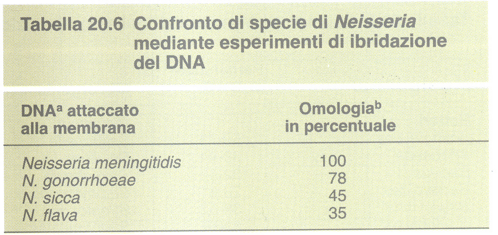 Ibridazione degli acidi nucleici Mescolando e sottoponendo a questo trattamento preparazioni di DNA ottenute da due ceppi affini di batteri si formano molecole di DNA ibrido.