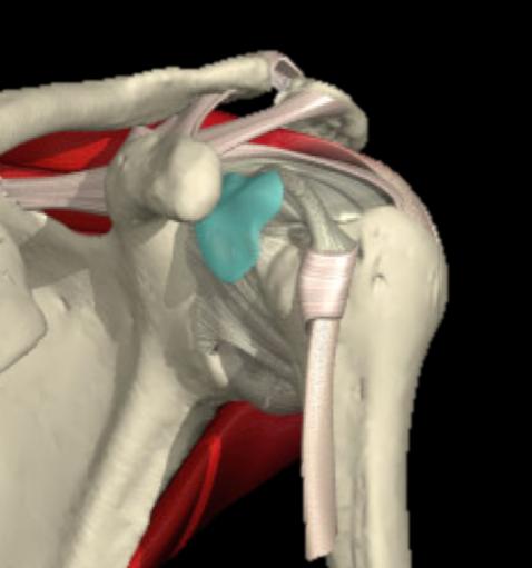 LA SPALLA : Anatomia 2 articolazioni FALSE (sono