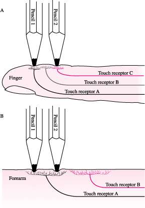 Nel polpastrello, le punte delle due matite stimolano due zone di cute innervate da due distinti neuroni (campi recettivi di
