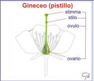 I margini carpellari che si sono fusi formano un tessuto: placenta, sulla quale si inseriscono gli ovuli mediante un filamento: funicolo.