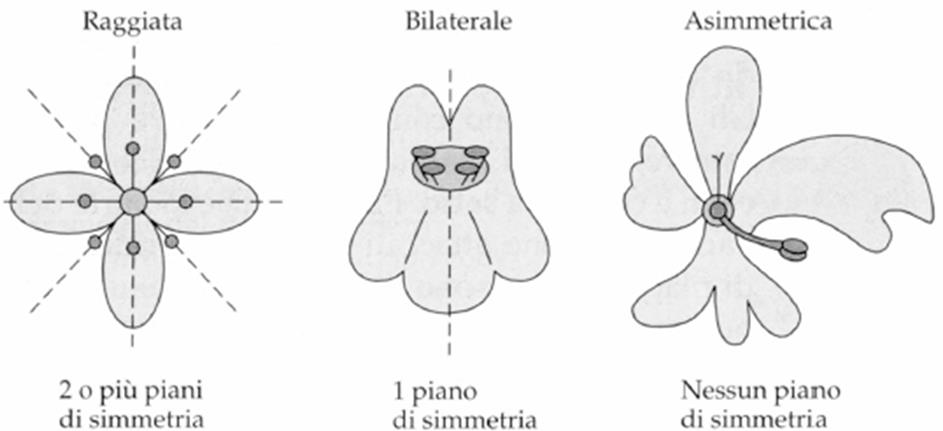 di simmetria cioè sono divisibili in più parti uguali (simmetria raggiata) Fiori zigomorfi: è individuabile un solo