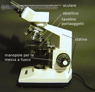 Le parti del microscopio che effettivamente ingrandiscono l'immagine di un oggetto sono le lenti dell oculare e dell'obiettivo.