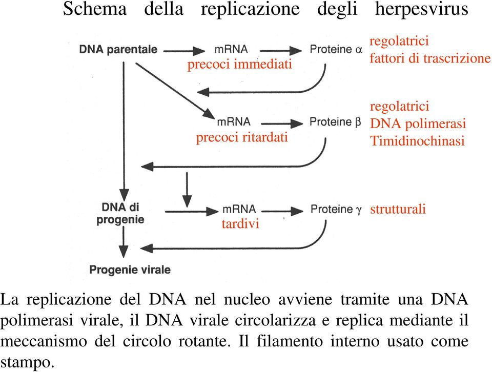 La replicazione del DNA nel nucleo avviene tramite una DNA polimerasi virale, il DNA virale