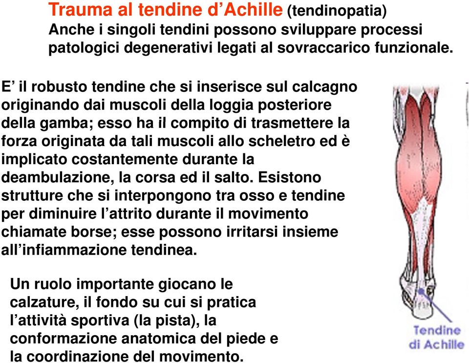 scheletro ed è implicato costantemente durante la deambulazione, la corsa ed il salto.