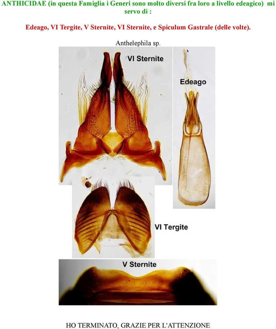 Tergite, V Sternite, VI Sternite, e Spiculum Gastrale