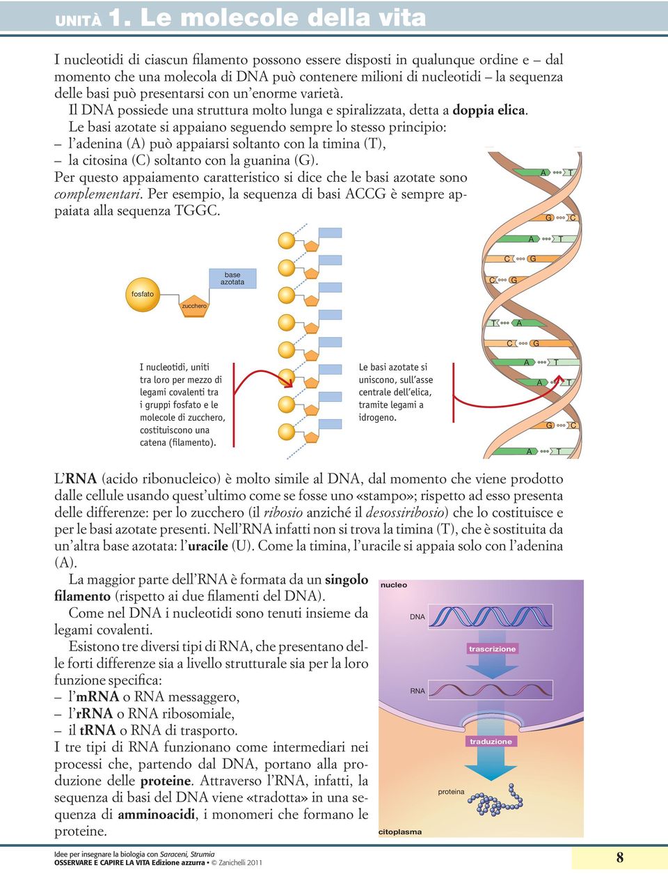 può presentarsi con un enorme varietà. Il DNA possiede una struttura molto lunga e spiralizzata, detta a doppia elica.