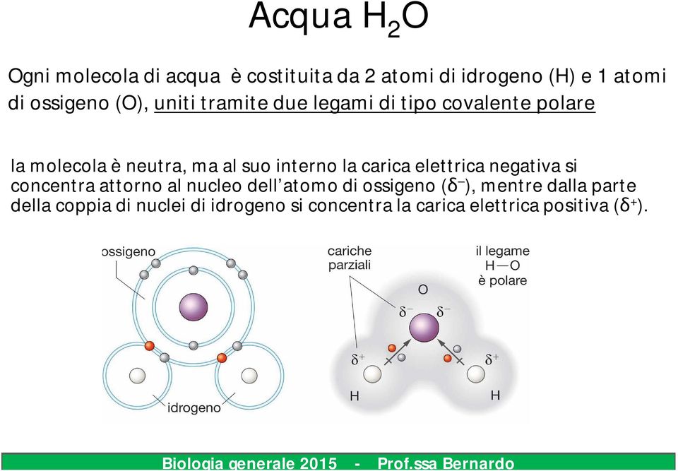 interno la carica elettrica negativa si concentra attorno al nucleo dell atomo di ossigeno (δ