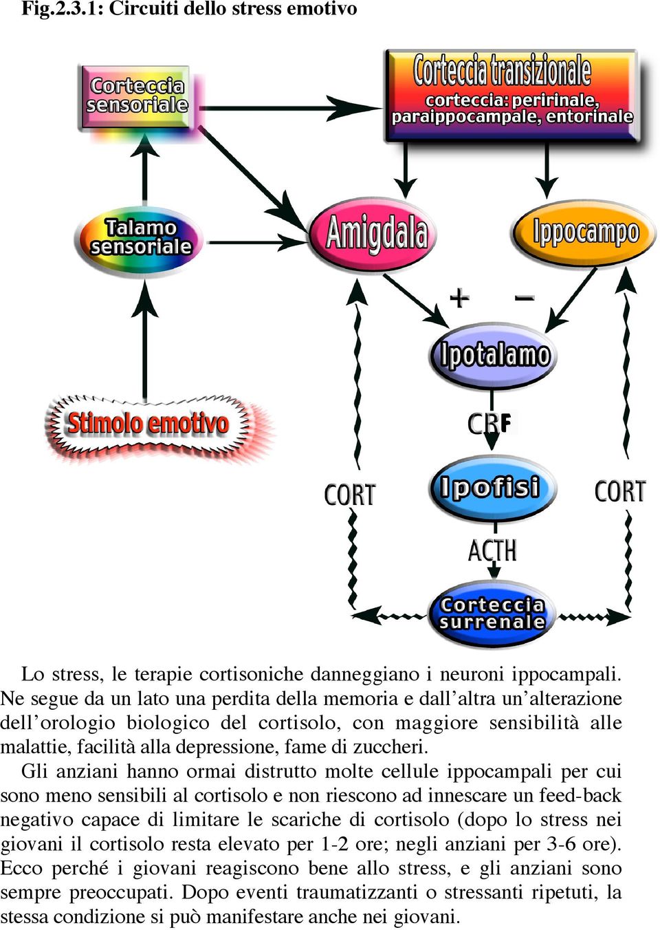 Gli anziani hanno ormai distrutto molte cellule ippocampali per cui sono meno sensibili al cortisolo e non riescono ad innescare un feed-back negativo capace di limitare le scariche di cortisolo