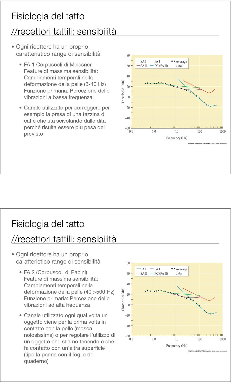 sta scivolando dalle dita perché risulta essere più pesa del previsto Fisiologia del tatto //recettori tattili: sensibilità Ogni ricettore ha un proprio caratteristico range di sensibilità FA 2