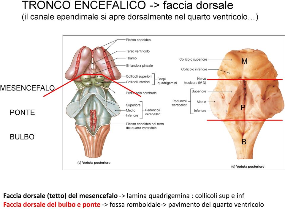 del quarto ventricolo TRONCO ENCEFALICO -> faccia dorsale (il canale