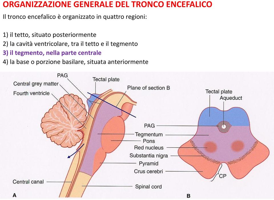 la cavità ventricolare, tra il tetto e il tegmento 3) il tegmento,