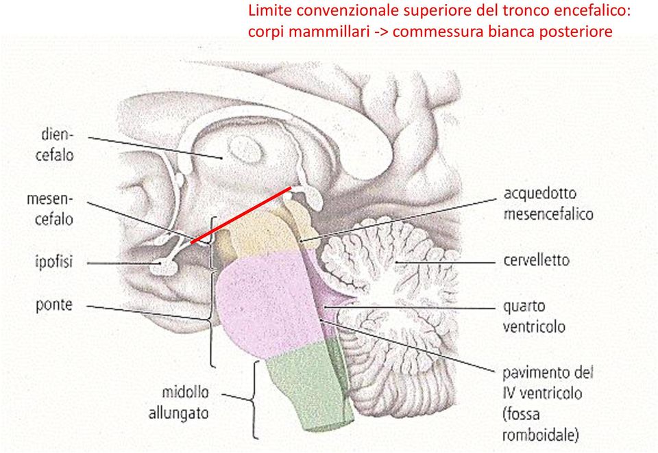 encefalico: corpi