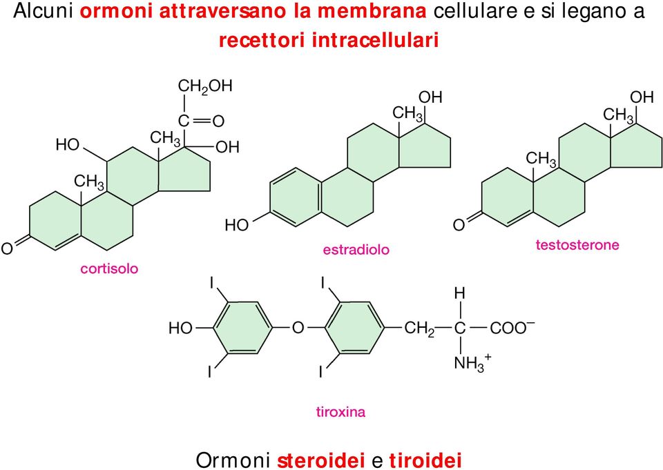 legano a recettori