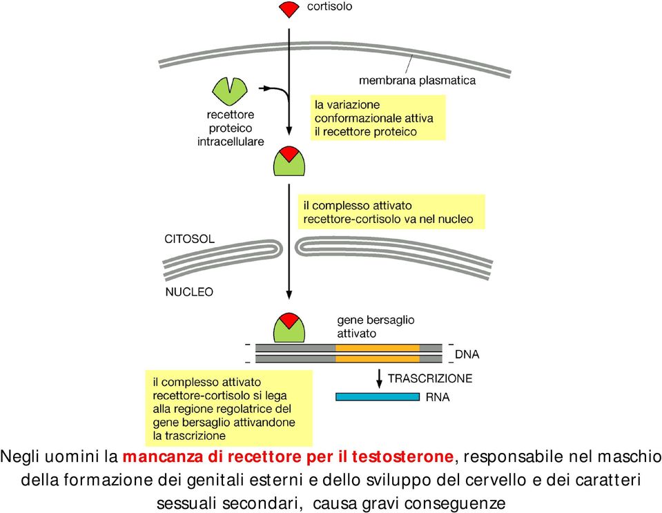 formazione dei genitali esterni e dello sviluppo del