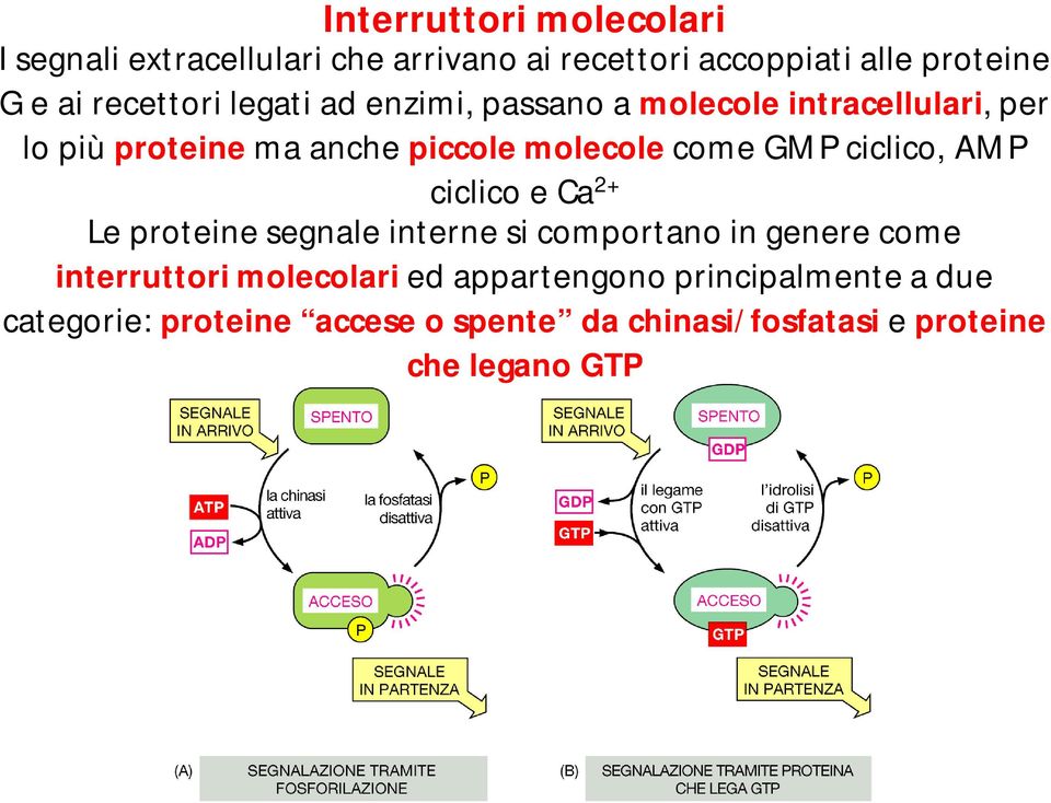 GMP ciclico, AMP ciclico e Ca 2+ Le proteine segnale interne si comportano in genere come interruttori molecolari