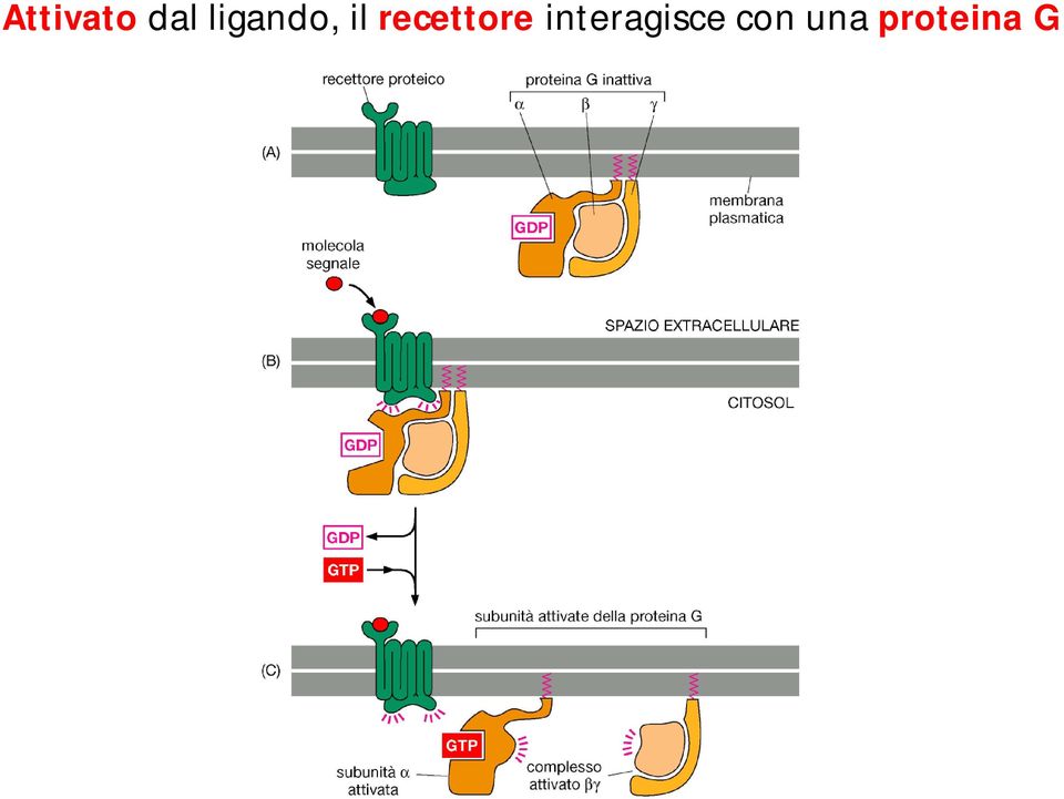 recettore