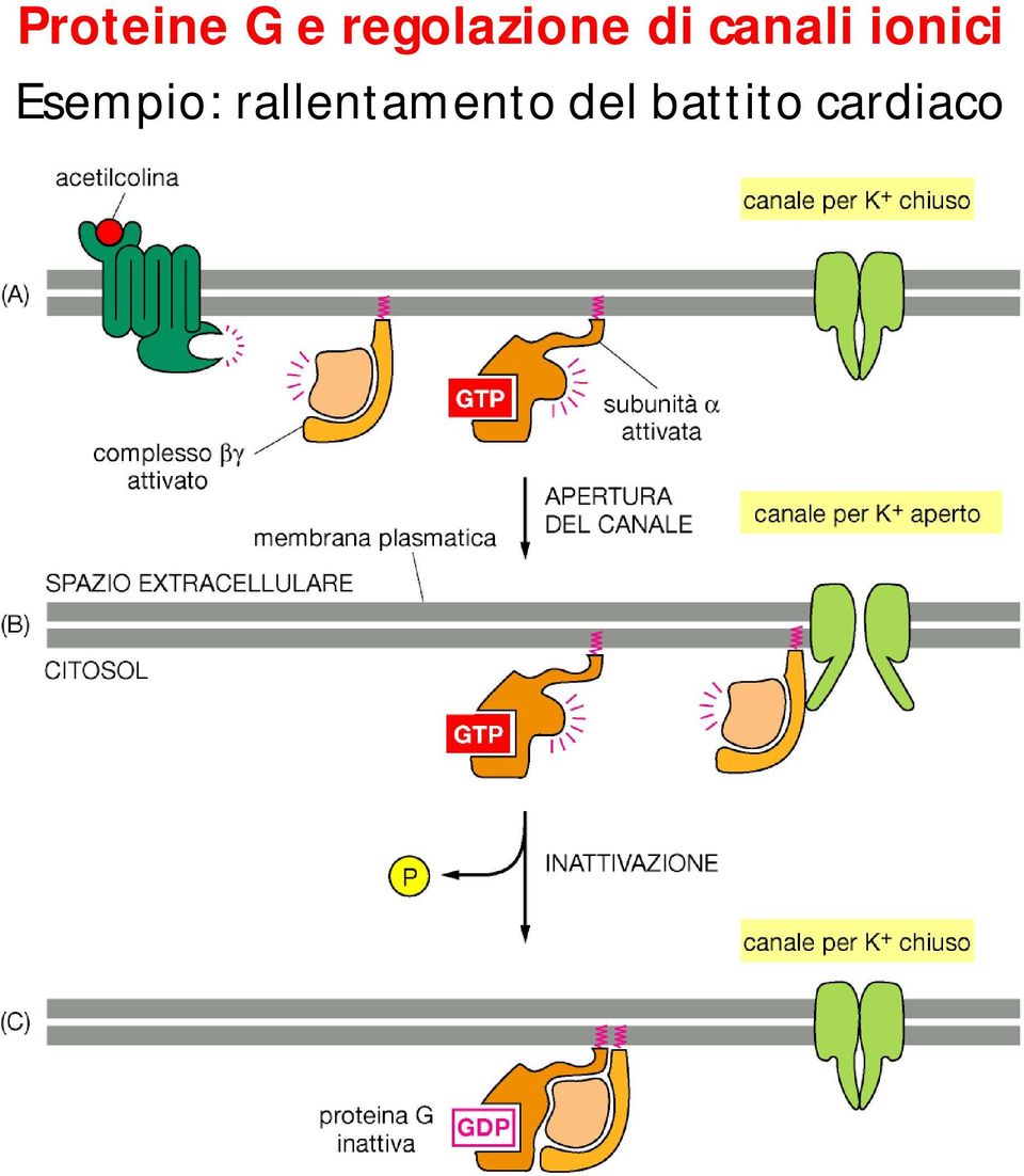 ionici Esempio: